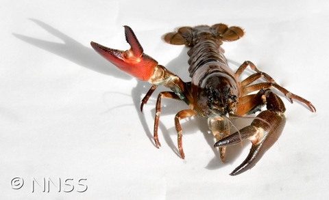 Pacifastacus leniusculus crayfish image credit: GB INNS