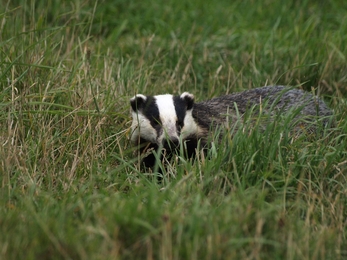 Badger foraging for food