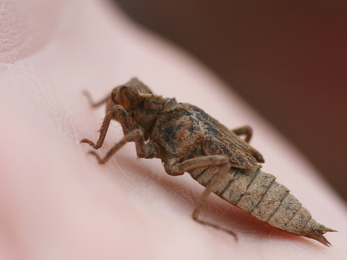 DRagonfly larvae