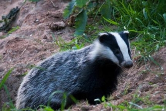 badger sett shropshire harding