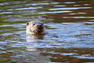 Severn Otter