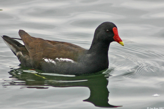 Moor Hen