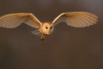 Barn Owl - Andy Rouse/2020Vision