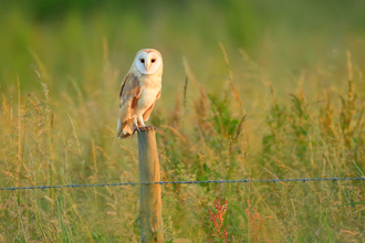 Barn Owl Jon Hawkins - Surrey Hills Photography