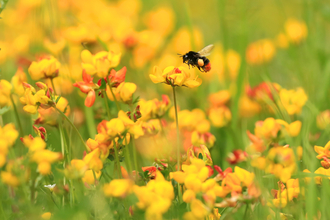 Bee - John Hawkins Surrey Hills Photography