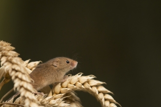 Harvest Mouse