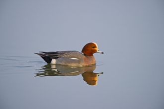 Wigeon