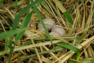 Nest eggs