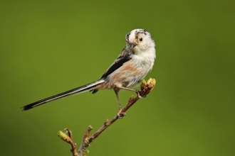 small garden bird flocks