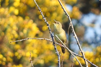 Willow warbler by Mike Bell