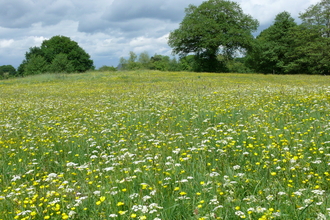Melverley Meadows