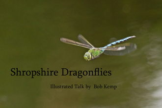 Shropshire Dragonflies