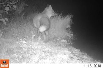 Fox at Pam's on camera trap