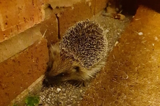 Garden Hedgehog - Stafford