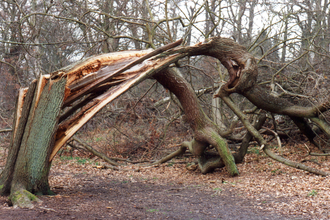 Wind blown tree