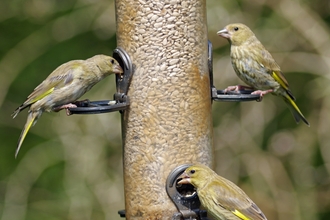 Greenfinches on feeder
