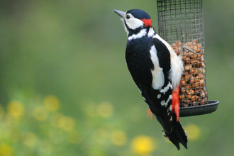 Great Spotted woodpecker (c) Amy Lewis