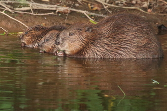 Beaver female with kits Mike Symes Devon WT
