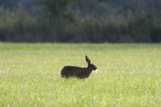 Hares in a field
