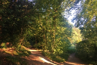 A view of a forking path within a woodland, the sun is shining through the trees.