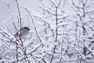 House sparrow in snow