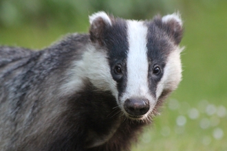 Close up badger