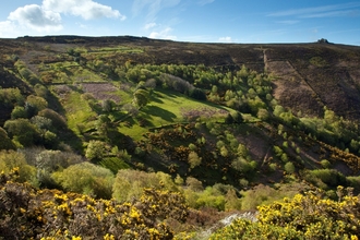 landscape view of ffridd habitat