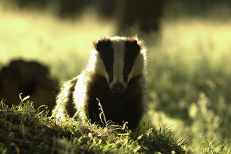 Badger