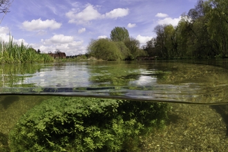 Aquatic plant starwort