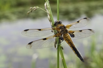 Four spotted chaser