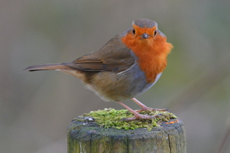 Robin