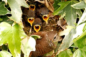 Wren nest