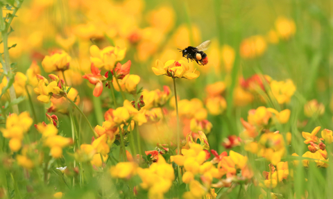 Bee - John Hawkins Surrey Hills Photography
