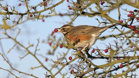 Redwing with hawthorn berry