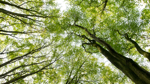 Tree canopy - Ben Hall