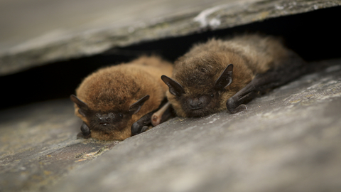 Pipistrelle Bat