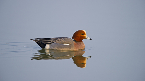 Wigeon