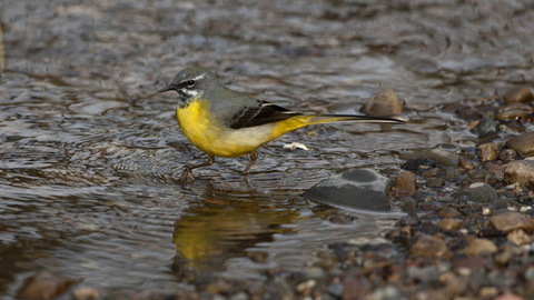 Grey wagtail