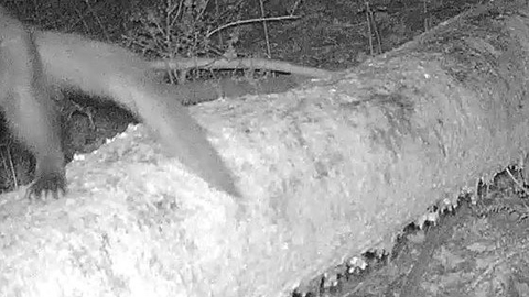 Pine marten on camera