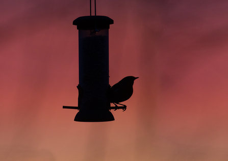 Bird on feder sunset