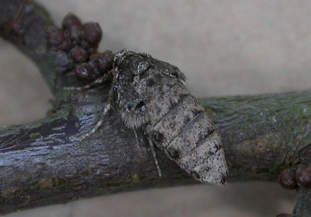 Winter moth (female)