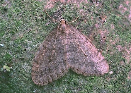 Winter moth (male)