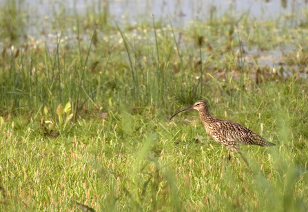 Curlew in meadon