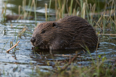 Beaver in shallow water