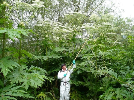 Giant Hogweed with man beside - credit to Tom Richards - Wye and Usk Foundation