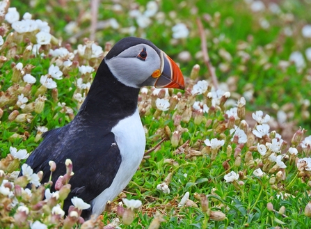 Puffin by Mike Bell