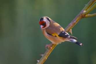 goldfinch small garden bird