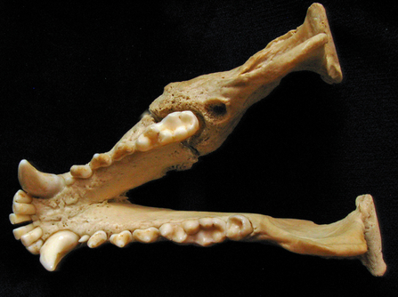 Badger jaw