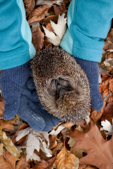 Hedgehog