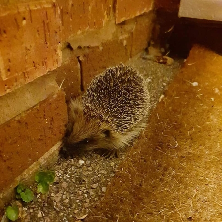 Garden Hedgehog - Stafford